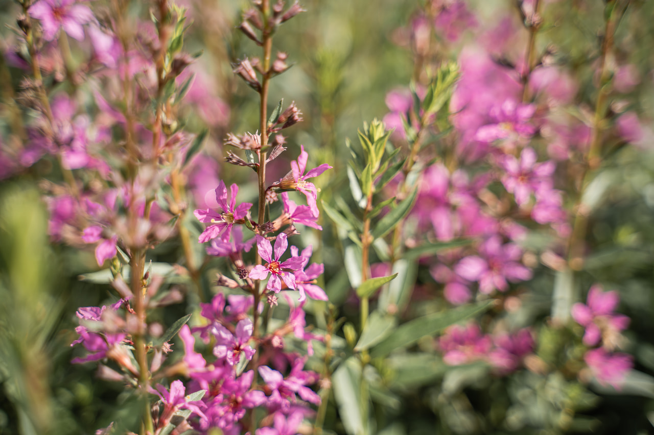 Kattenstaart Rose Queen, Loukykvět