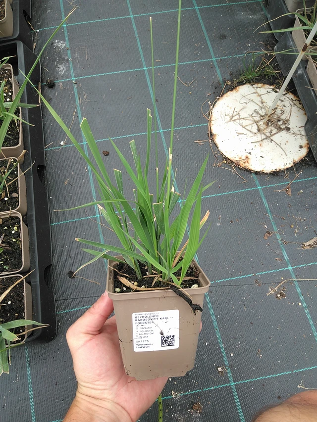 Isosiniheinä Karl Foerster - 21. 7. 2025