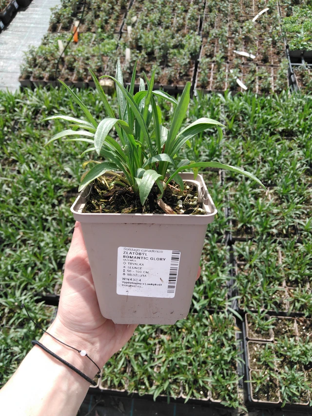 Vara de oro Romantic Glory - 2024