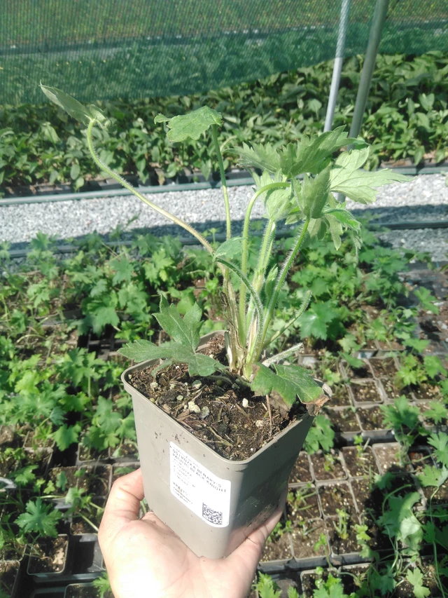 Ritarinkannus Benary’s Pacific Black Knight - 2. 7. 2025