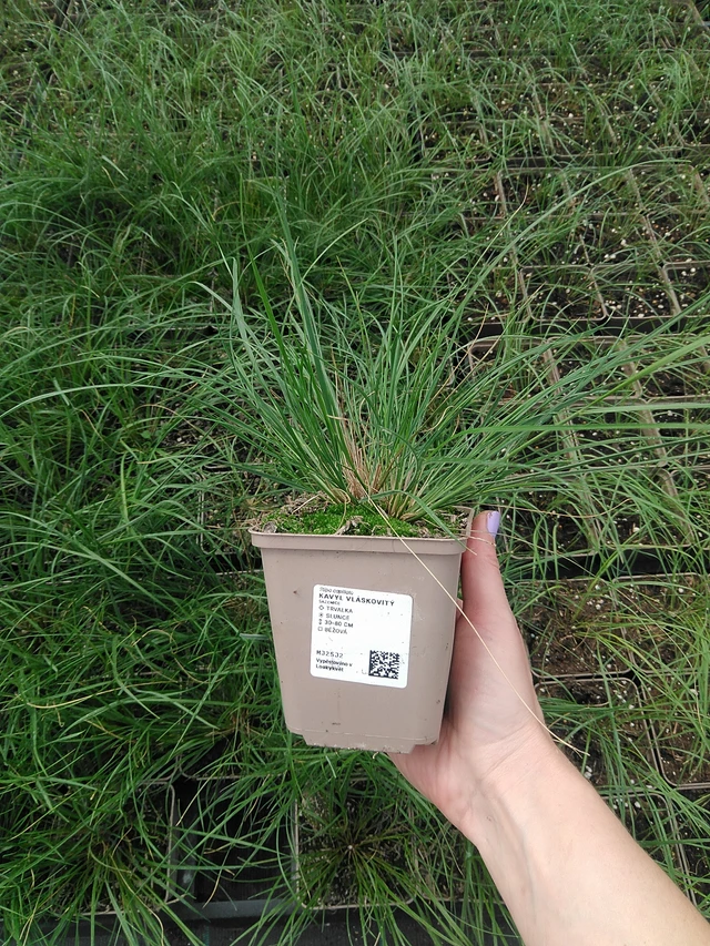 Töyhtövilja vláskovitý - 9. 6. 2025