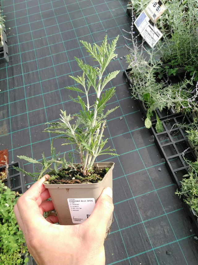 Pensaskanerva Blue Spire - 28. 7. 2025