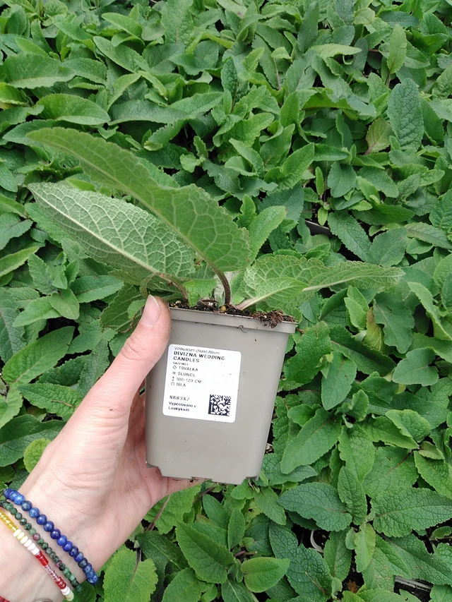 Verbasco Wedding Candles - 9. 6. 2025