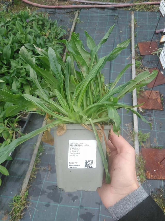 Ragged Robin luční - 10. 10. 2025