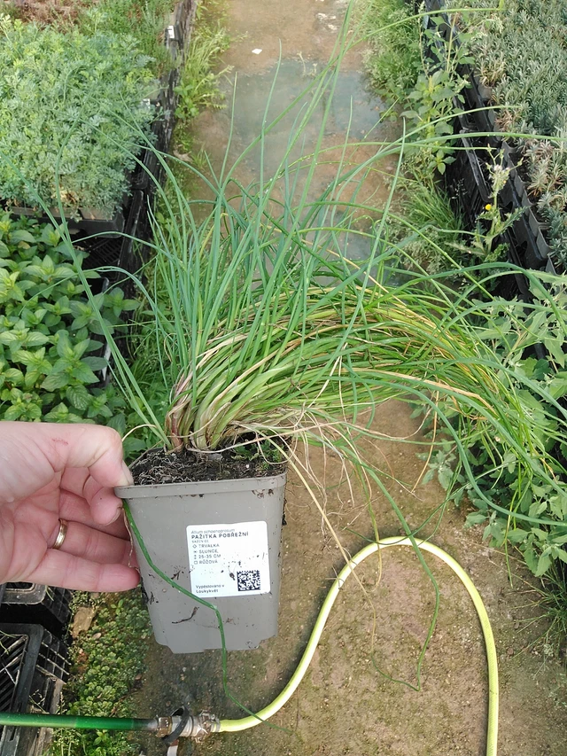 Cebollino costero - 19. 8. 2025