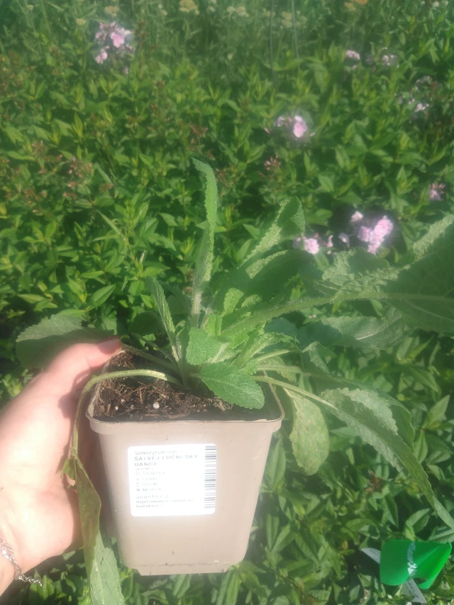 Niittyvirna Sky Dance - 2024