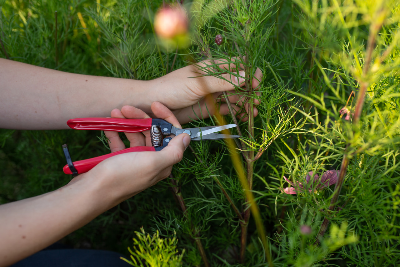 Celokovové floristické nůžky, Loukykvět