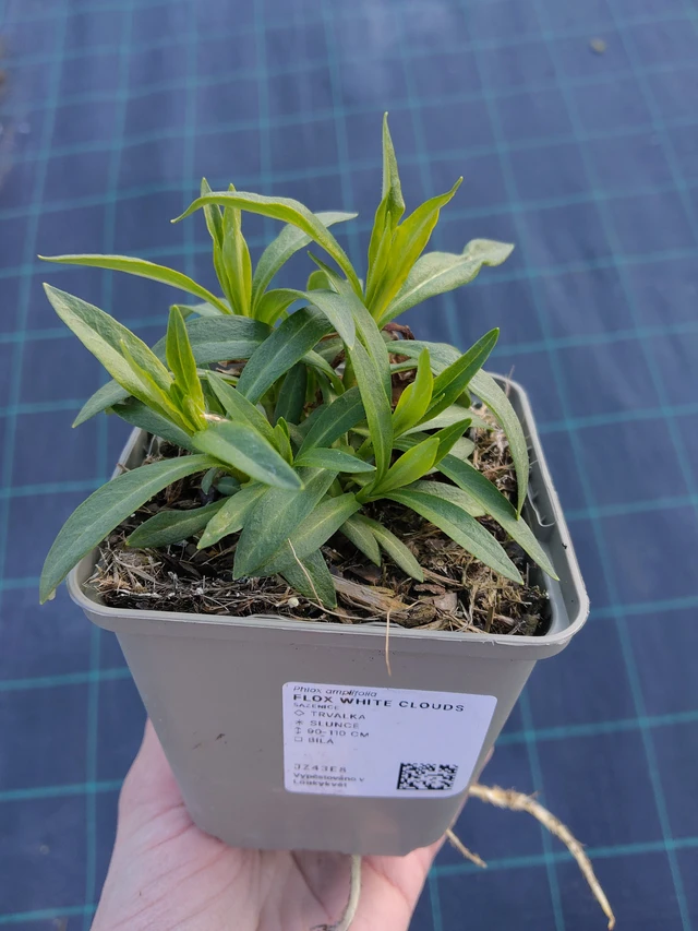 Lángvirág White Clouds - 27. 3. 2026