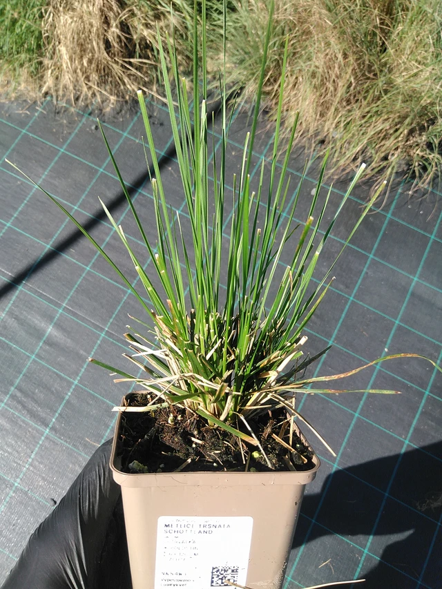 Metlice trsnatá Schottland - 19. 8. 2025