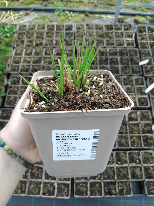 Nurmilauha Heidebraut - 2024