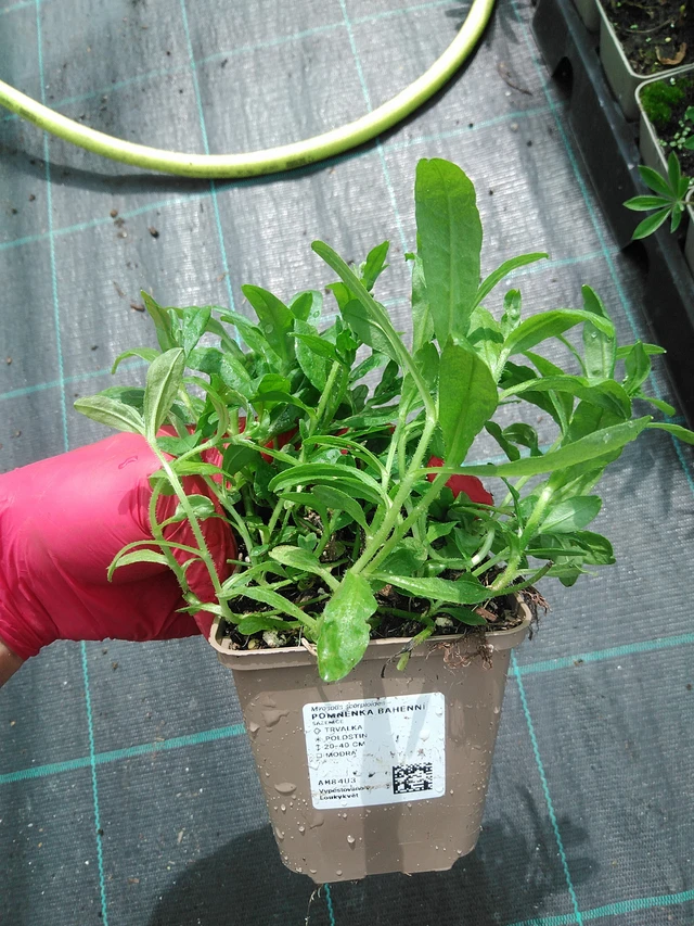 Miosotis de pantano - 22. 7. 2025