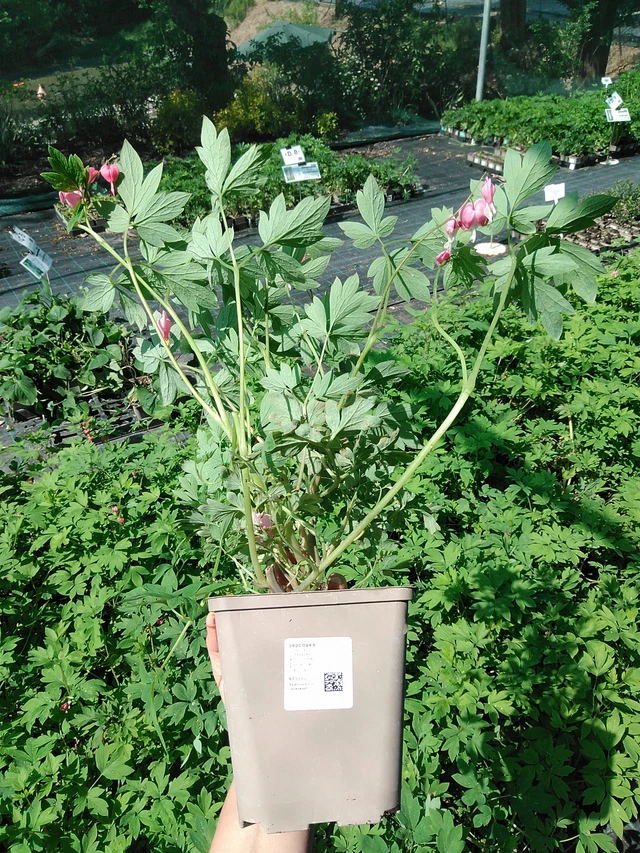 Pikkusydän - 13. 5. 2025