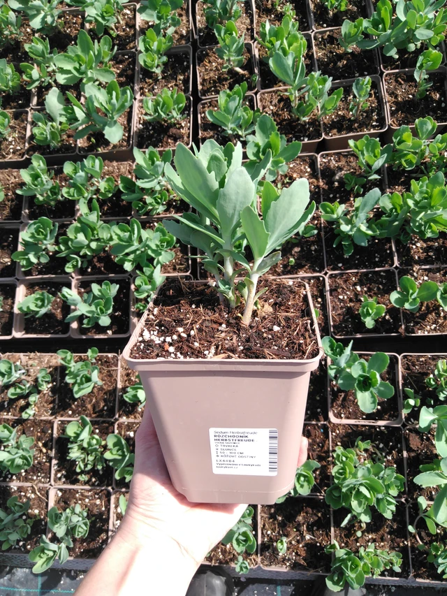 Rozchodník Herbstfreude - 2024