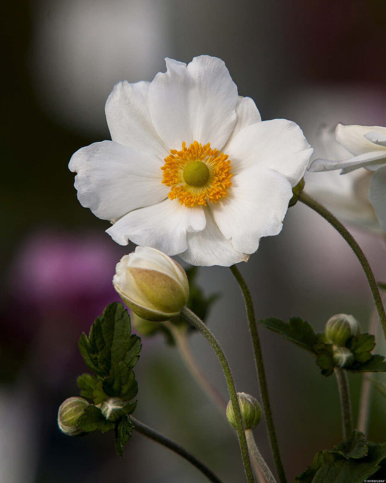 Sasanka japonská Andrea Atkinson, Loukykvět