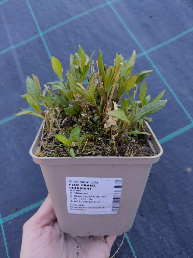 Lángvirág Franz Schubert - 27. 3. 2026