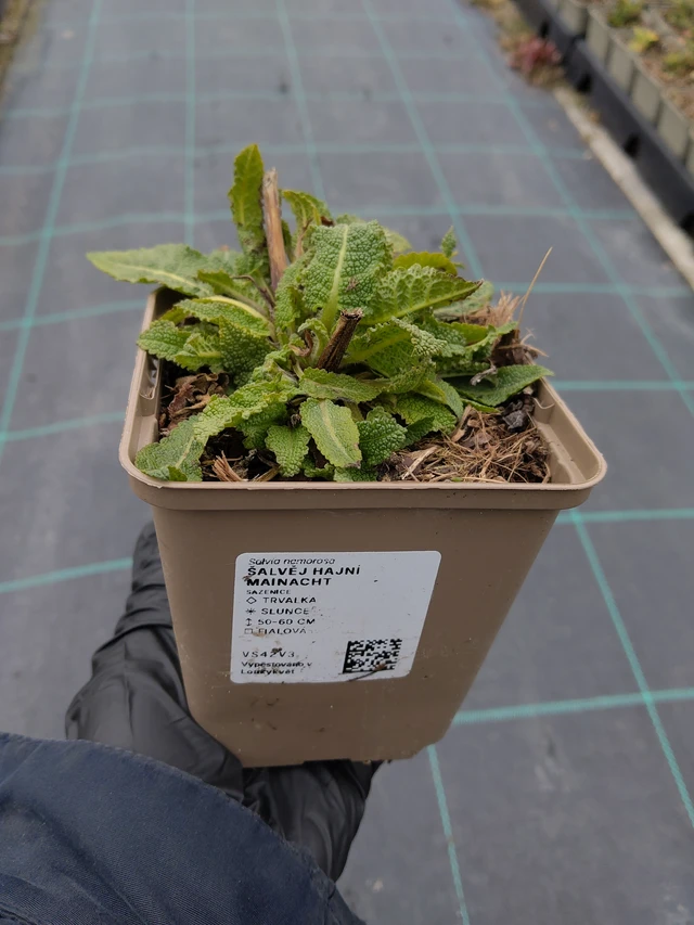 Steppen-Salbei Mainacht - 31. 3. 2026