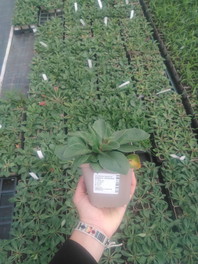 Statice tatarská - 2024