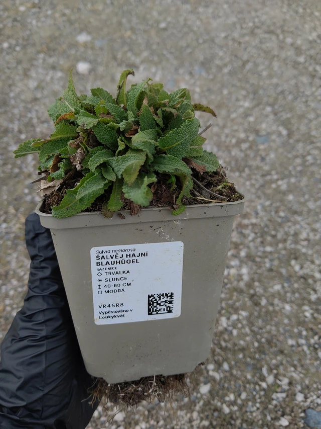 Šalvěj hajní Blauhügel - 31. 3. 2026