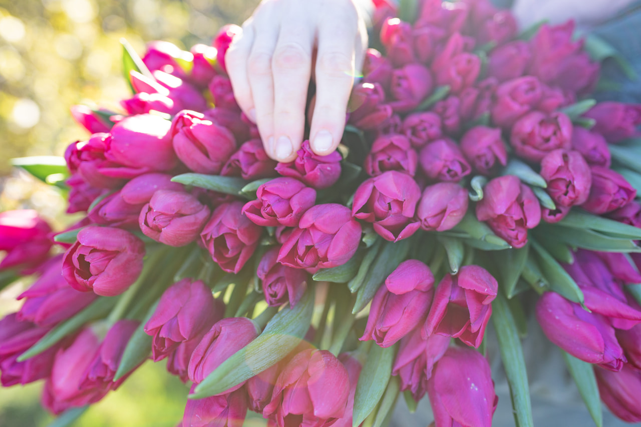 Tulipán Pink Ardour, Loukykvět