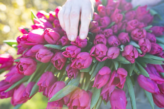 Tulipán Pink Ardour, Loukykvět