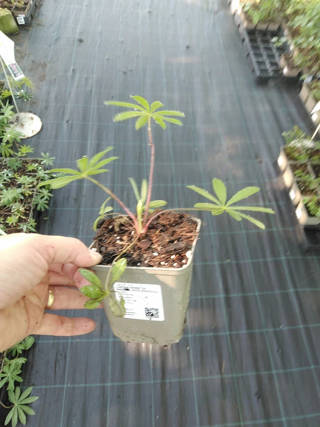 Altramuz Band of Nobles Schloßfrau - 19. 8. 2025