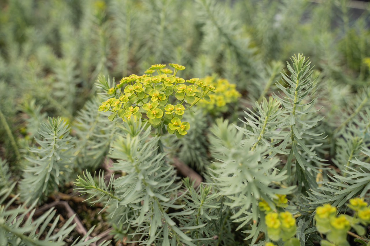 Pryšec sivý , Loukykvět