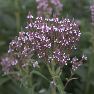 Verbena hastata Pink Spires, Loukykvět