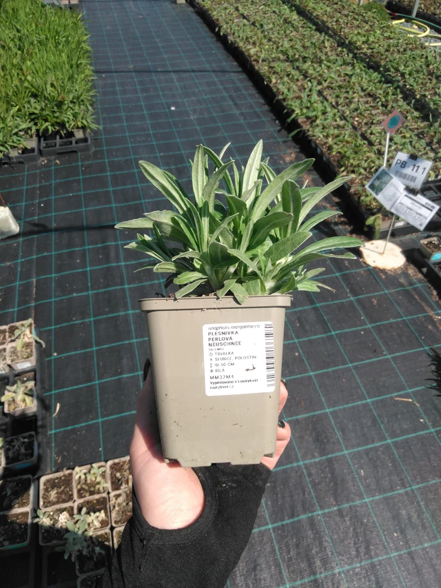 Helminukkakukka Neuschnee - 13. 5. 2025