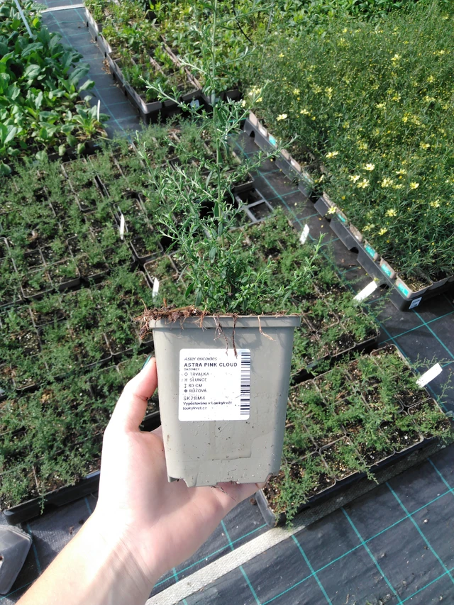 Aster Pink Cloud - 2024