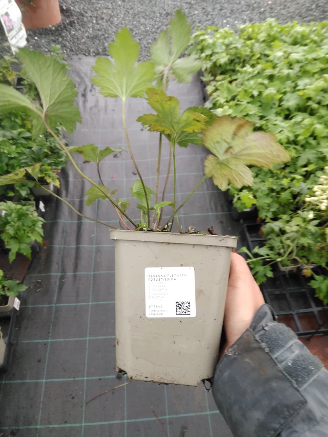 Sasanka plstnatá Robustissima - 10. 9. 2025