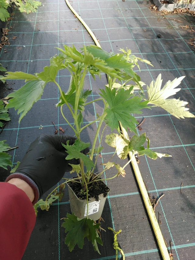 Ostrožka Benary’s Pacific Blue Bird - 31. 10. 2025