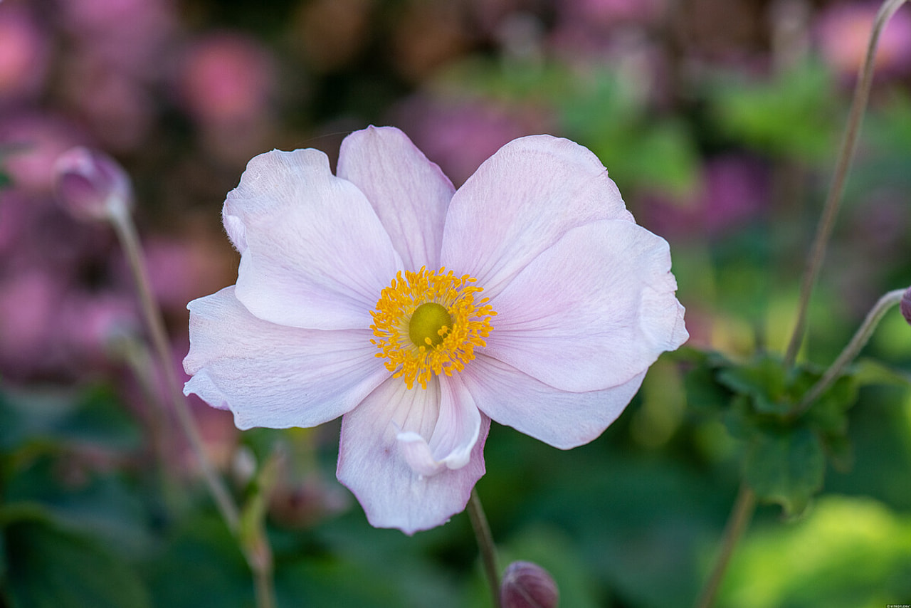 Sasanka japonská Lorelei, Loukykvět