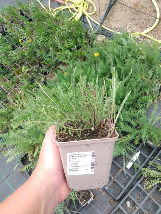 Milenrama Cerise Queen - 2024