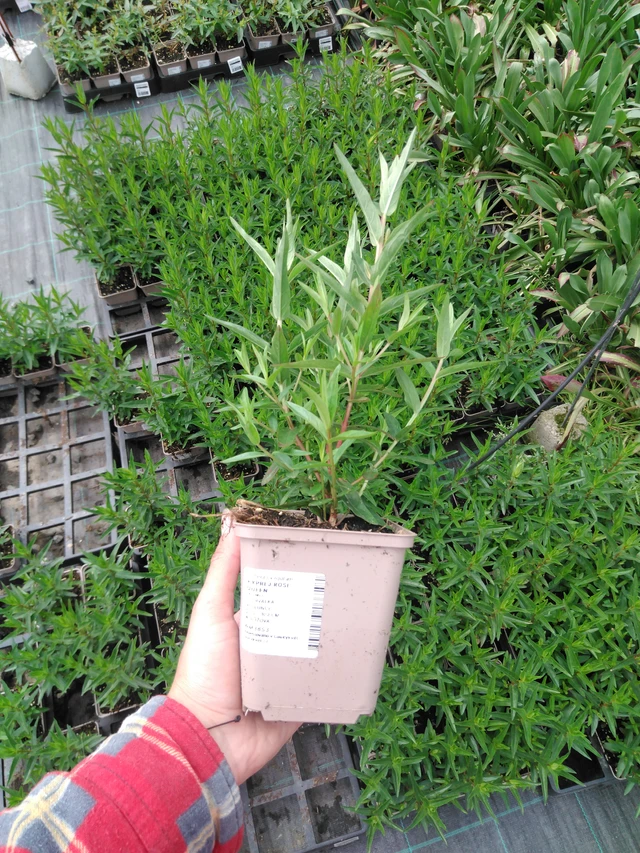 Kyprej Rose Queen - 2024