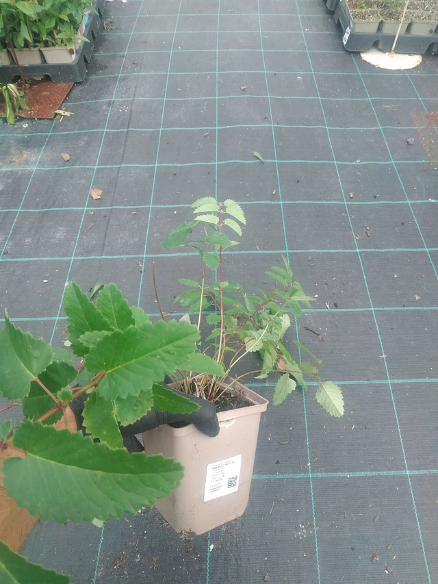 Veriruusuke Pieters - 10. 9. 2025