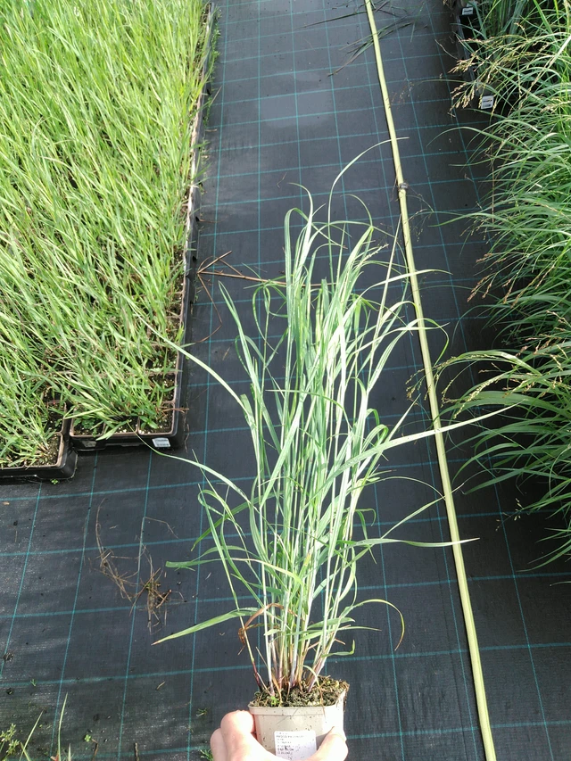 Proso prutnaté - 28. 7. 2025