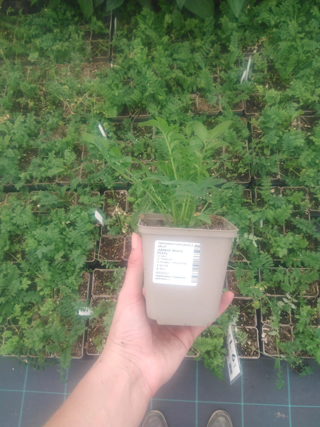 Astrantia White Pearl - 2024