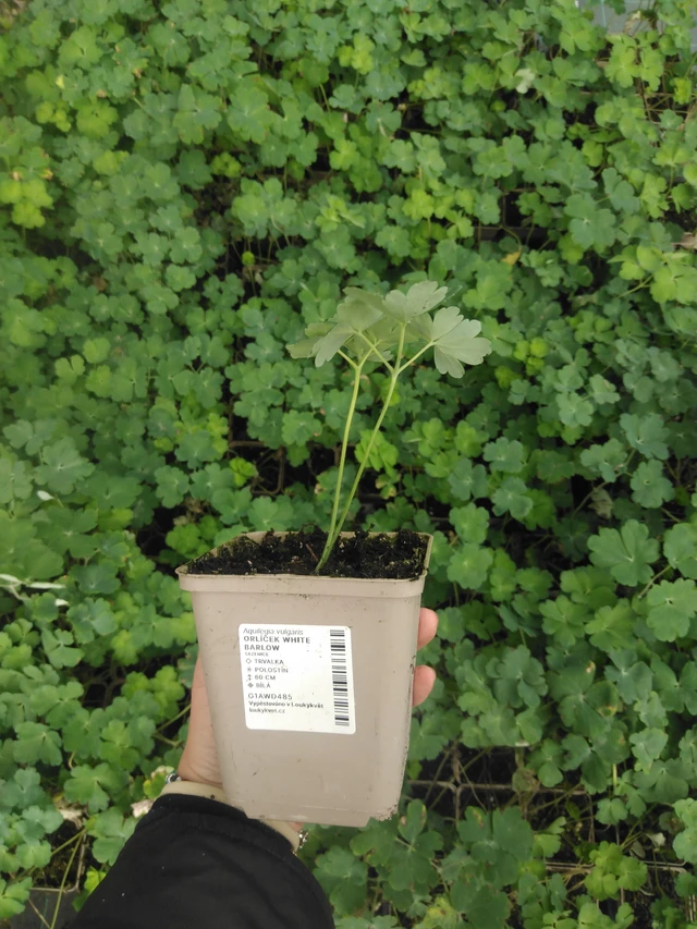 Orlíček White Barlow - 2024