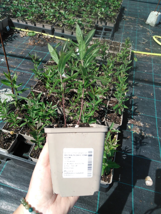 Kuunlilja Pink Glow - 2024