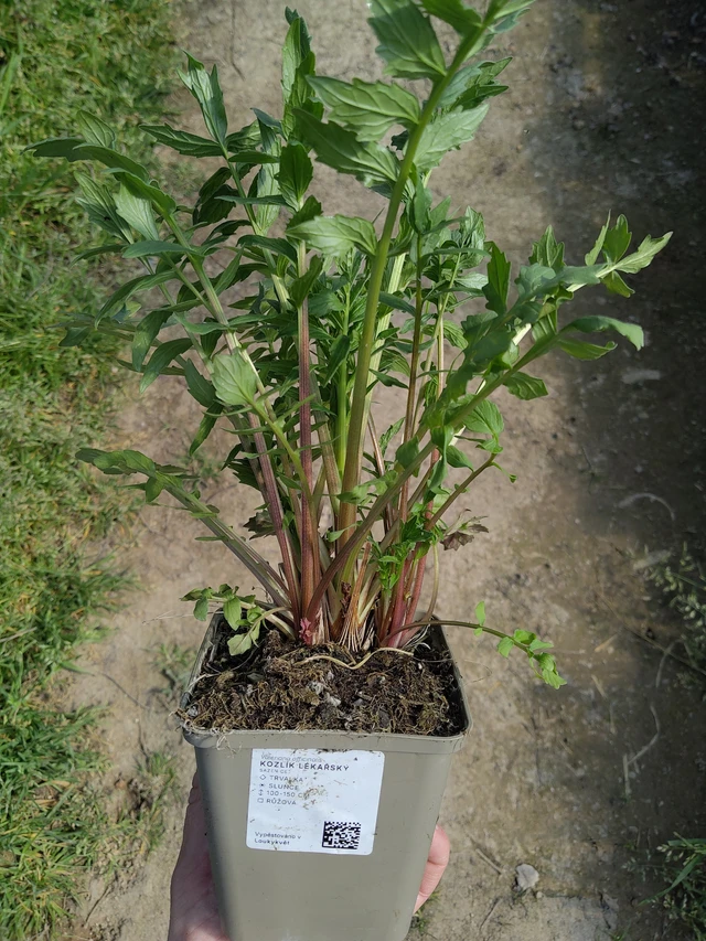 Macskagyökér - 27. 3. 2026