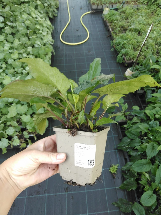 Malesiabonita Eastern Star - 19. 8. 2025