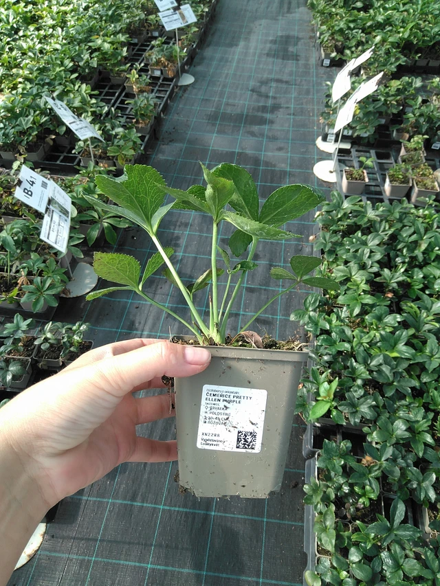 Eléboro Pretty Ellen Purple - 11. 7. 2025