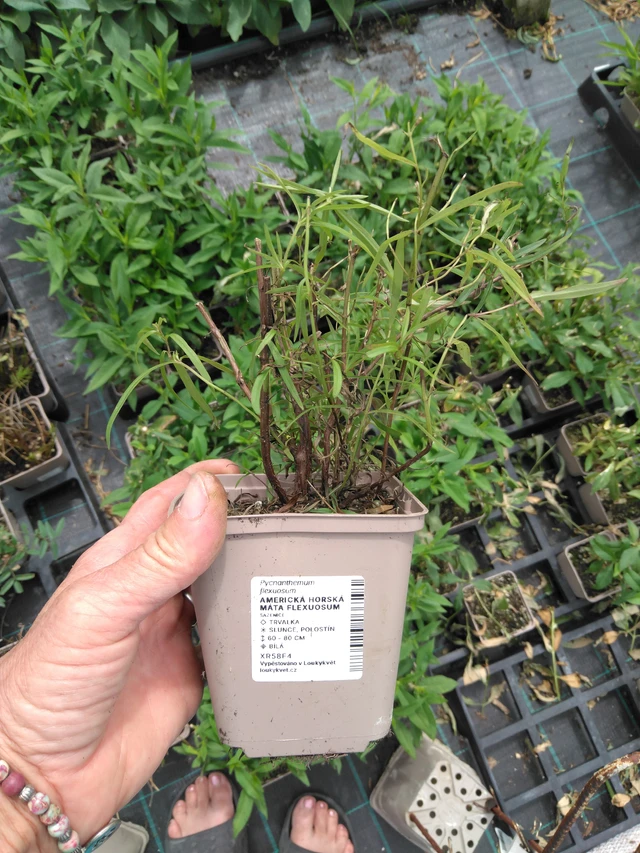 Amerikkalainen vuoriminttu Flexuosum - 2024