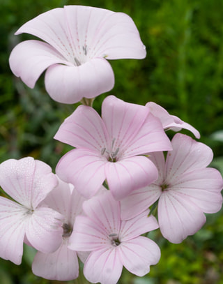 Koukol polní Light Rose, Loukykvět