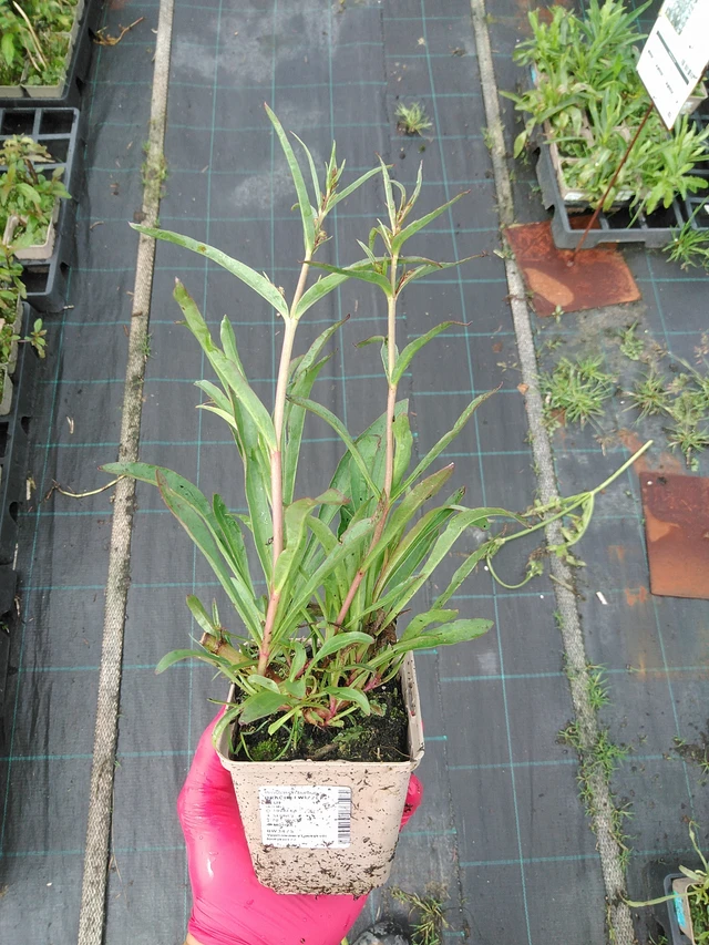 Flor de dragón Twizzle Blue - 29. 7. 2025