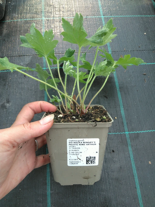 Delphinium Benary’s Pacific King Arthur - 11. 7. 2025