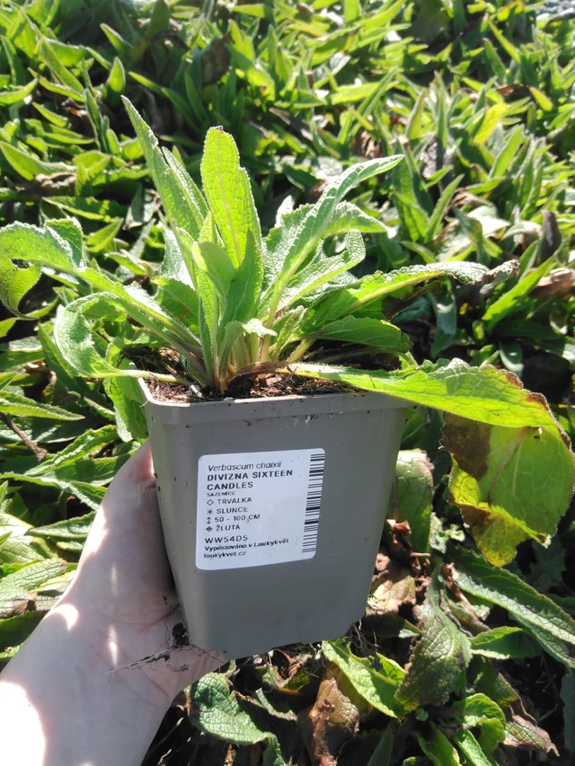 Tähkylä Sixteen Candles - 3. 4. 2025