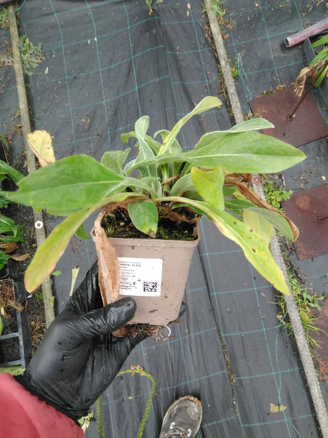 Aciano Alba - 23. 10. 2025