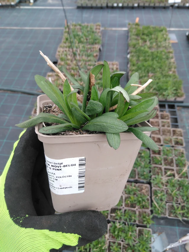 Astra Barr’s Pink - 8. 4. 2025