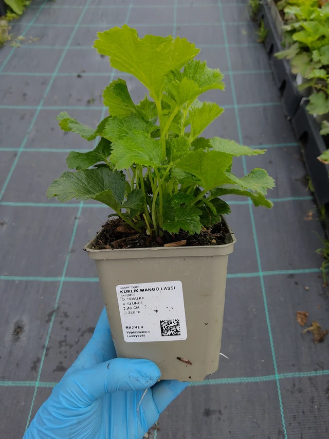 Kuklík Mango Lassi - 10. 9. 2025